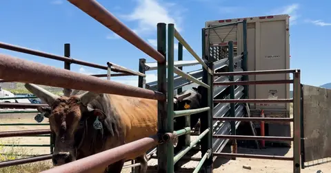 Cattle walk up a ramp into the back of a livestock trailer.