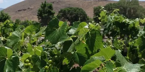 A view of green grapevines and leaves with hills in the background.