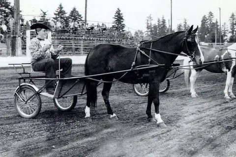 A person drives a horse-drawn cart in an arena.