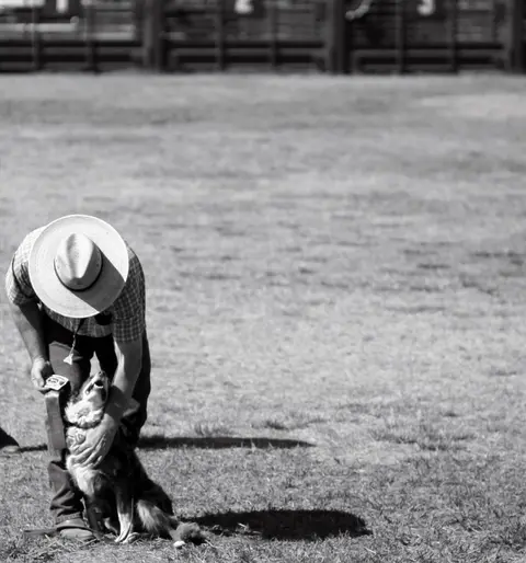 Sheepdog trials at Mendocino County Fair.