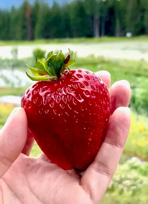 A person holds a large fresh strawberry against an outdoor background.