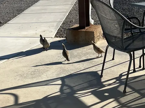 Several quails walk on a concrete patio near outdoor seating.