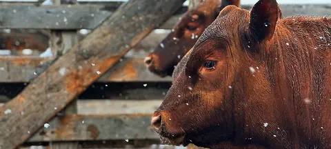 Brown cattle stand in a wooden pen during a snowfall.