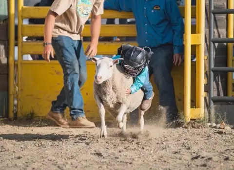 A child wearing a helmet rides a sheep in an arena.