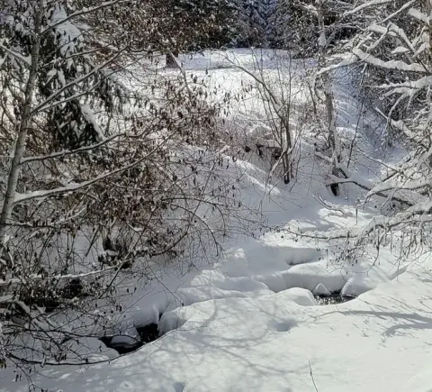 A snowy forest landscape with trees and a small partially frozen stream.