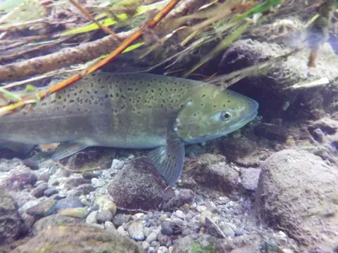 A trout swims near the rocky bottom of a stream.
