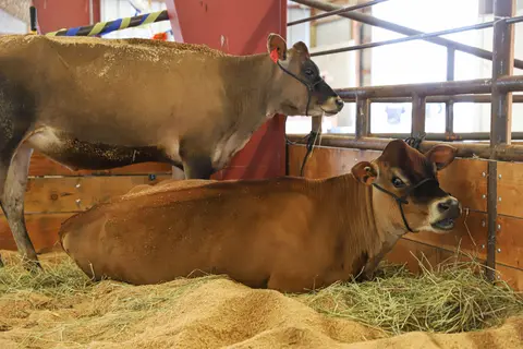 Two cows rest inside a barn stall on a bed of straw and sawdust.