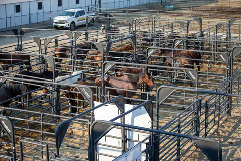 An elevated view shows many horses in metal corral pens outdoors.