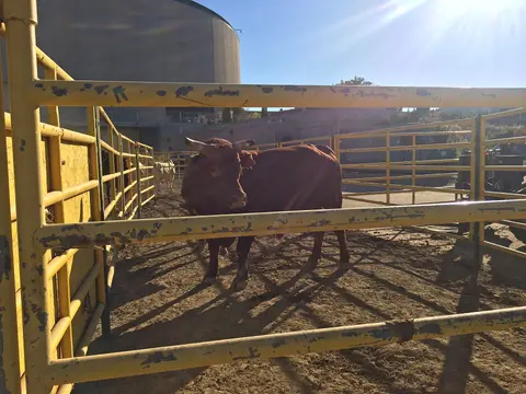 Rodeo livestock, Snake River Stampede.
