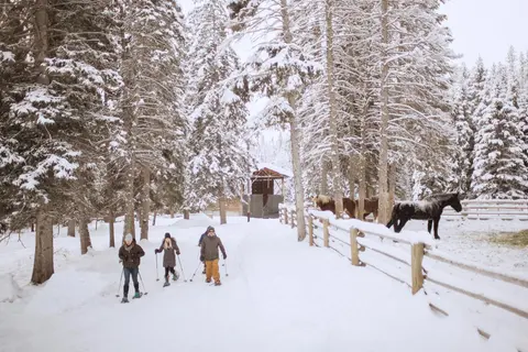 People snowshoeing along a snowy path with horses nearby.