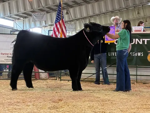 A person shows a black steer in an indoor livestock arena.
