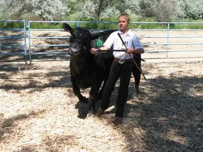 A young person holds a black cow in an outdoor pen.