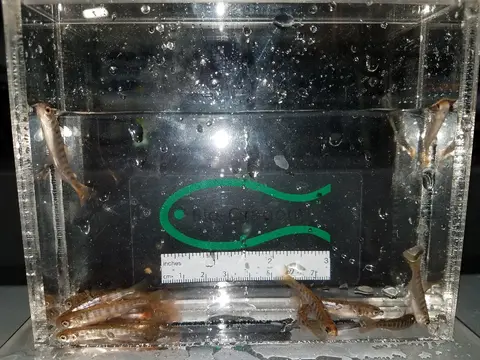 Small fish inside a clear container with a scale and logo.