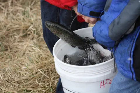 People putting fish into a white bucket outdoors.