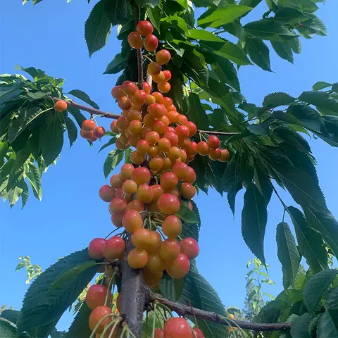 A tree branch laden with ripening cherries against a blue sky.