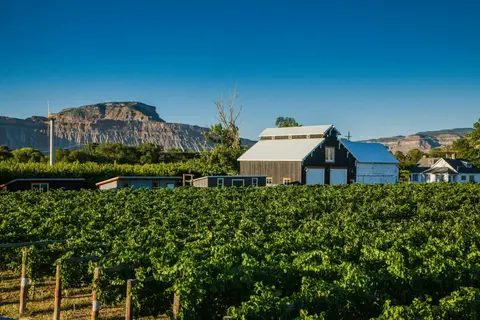 A vineyard with buildings and mountains in the background under a blue sky.