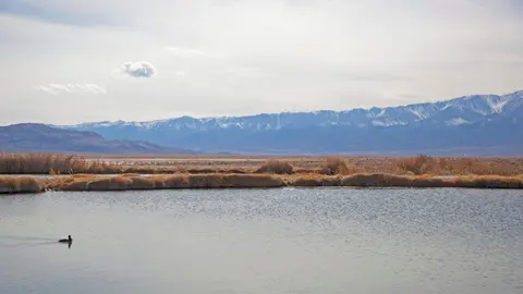 A scenic view of a body of water with marshy banks and snowy mountains in the background.