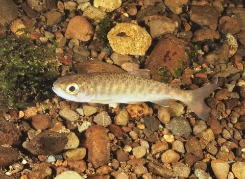 A fish swims above a rocky riverbed.