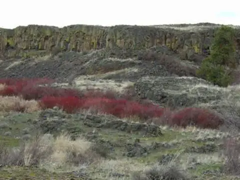 A rocky landscape with red bushes below a cliff face.