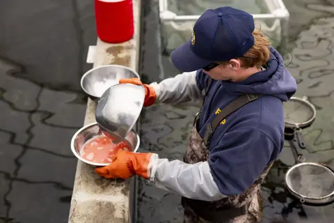 A person wearing a blue cap and waders pours liquid from a metal bowl into another bowl by a pool.