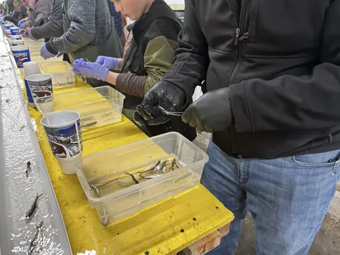 People sort small fish in containers along a long table.