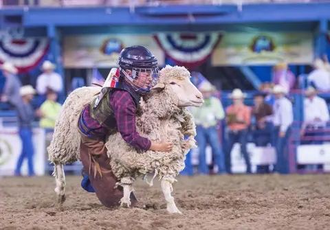 A child wearing safety gear rides a sheep at an indoor arena event.