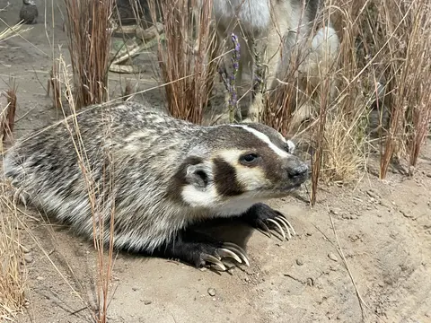 A taxidermy badger display in a museum exhibit.
