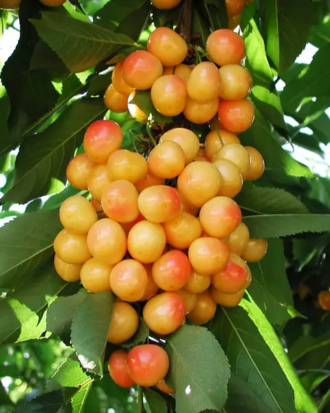 A cluster of ripe yellow-red cherries hangs from a tree branch among green leaves.