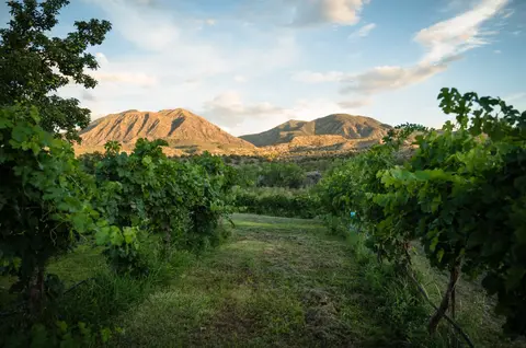 A vineyard with rows of grapevines leading towards mountains under a cloudy sky.