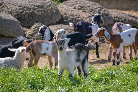 A herd of goats stands in a grassy area with rocky terrain in the background.