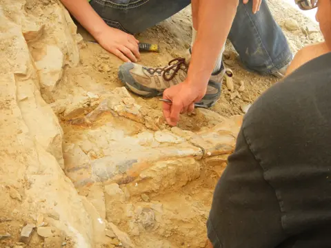 People excavate a fossil in the dirt.
