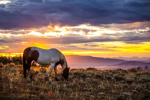 A horse grazes in a field at sunset with mountains in the background.