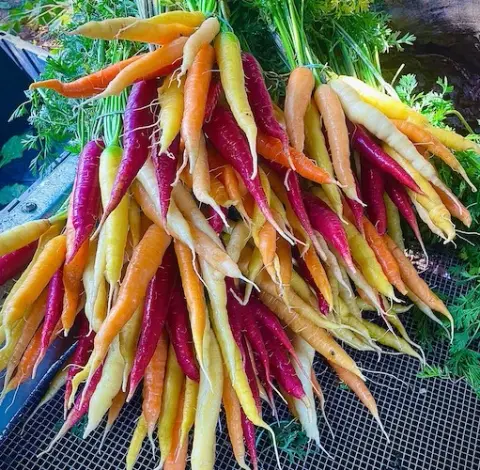 A bunch of colorful carrots with greens attached.