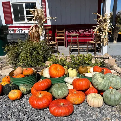 Various pumpkins and gourds are displayed on the ground and in containers outside a building.