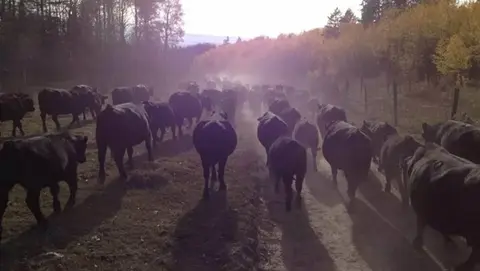 A large herd of cattle walks along a dirt path through a wooded area.
