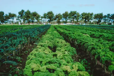 Rows of leafy green crops growing in a field under a blue sky.