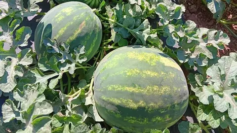 Watermelons growing in a garden with green leaves.