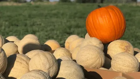 A single pumpkin sits atop a pile of cantaloupes in a field.