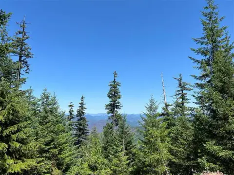 A view of evergreen trees against a clear blue sky.