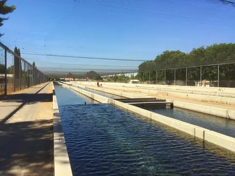 A long outdoor fish hatchery with concrete raceways covered by netting.