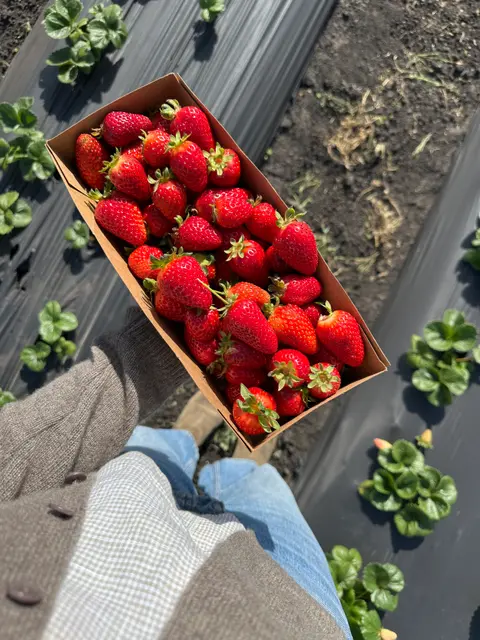 A person holding a cardboard box filled with freshly picked strawberries in a field.