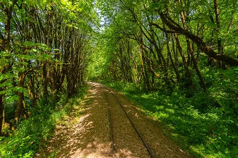 A narrow-gauge railroad track curves through a lush green forest.