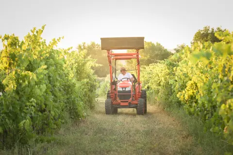 A person driving a small orange tractor through rows of grapevines in a vineyard.