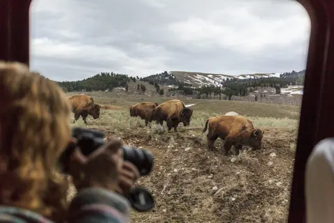 A person takes a photo of several bison grazing in a field from a vehicle window.