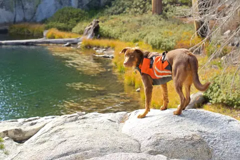 A brown dog wearing a life jacket stands on a rock by a lake.