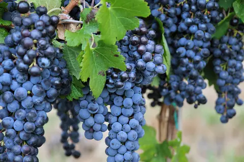 Clusters of dark blue grapes hang from a vine with green leaves.