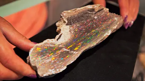 A person holds a large specimen of iridescent opalized wood showing vibrant rainbow colors.
