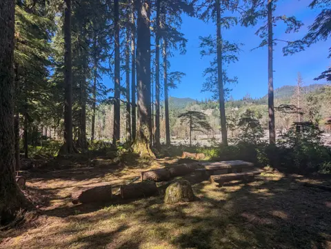 A wooded campsite with tall trees, a picnic table, and logs under a blue sky.