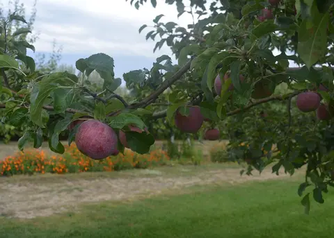 Ripe red apples hanging from a tree branch in an orchard.