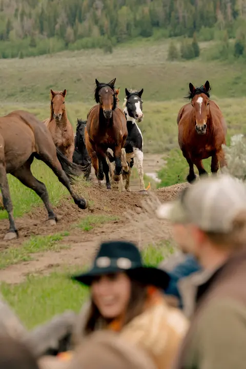 A herd of horses runs down a dirt path toward people watching.
